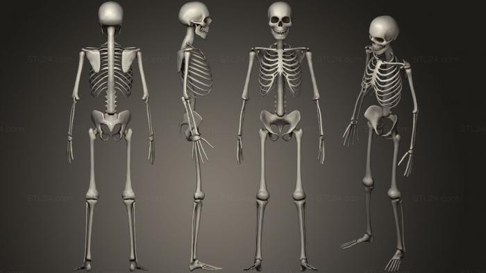 Анатомия скелеты и черепа (Набор человеческих костей5, ANTM_0688) 3D модель для ЧПУ станка